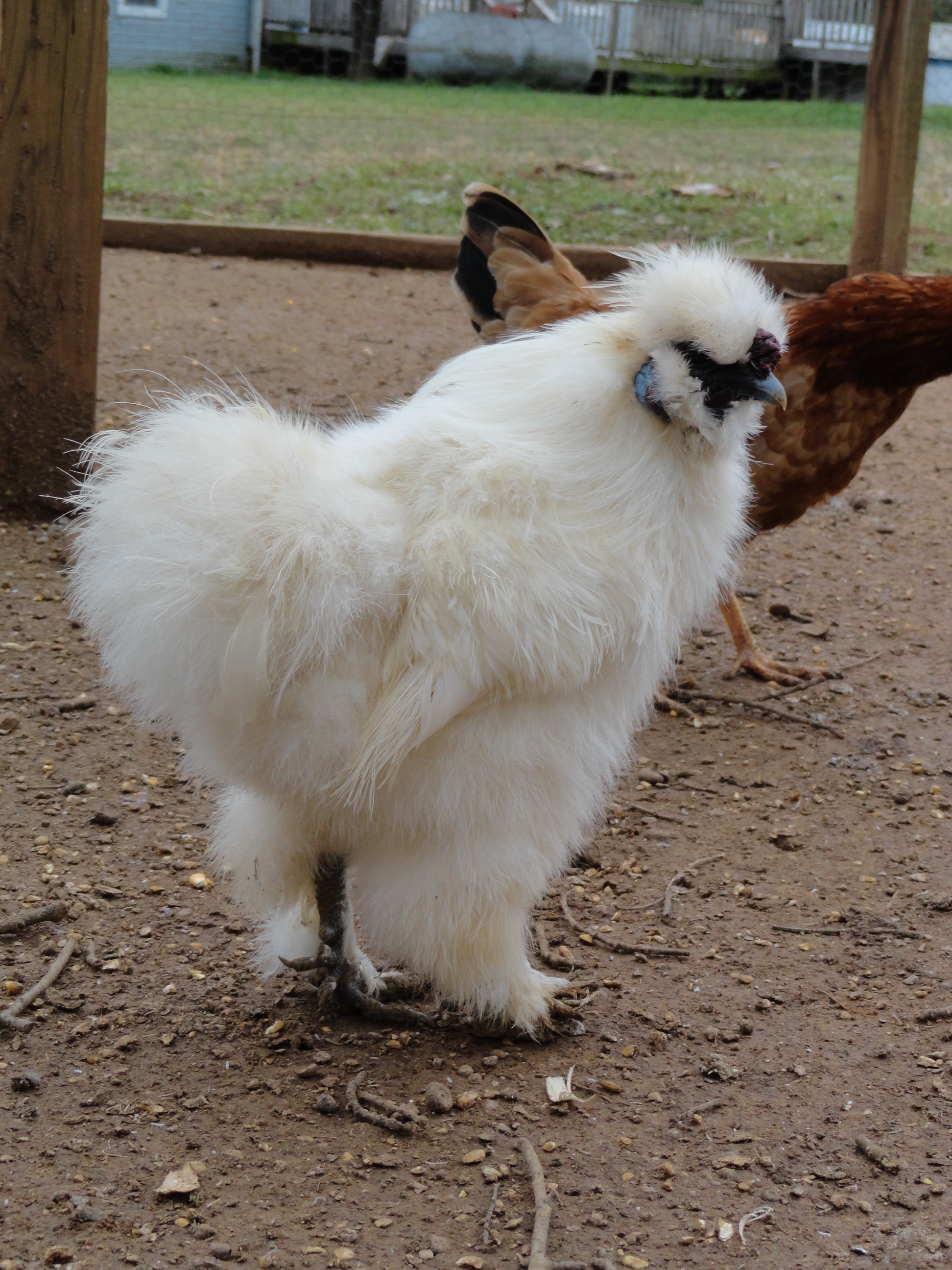 Silkie rooster