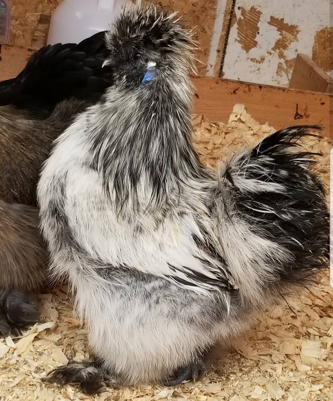 Silkie rooster
