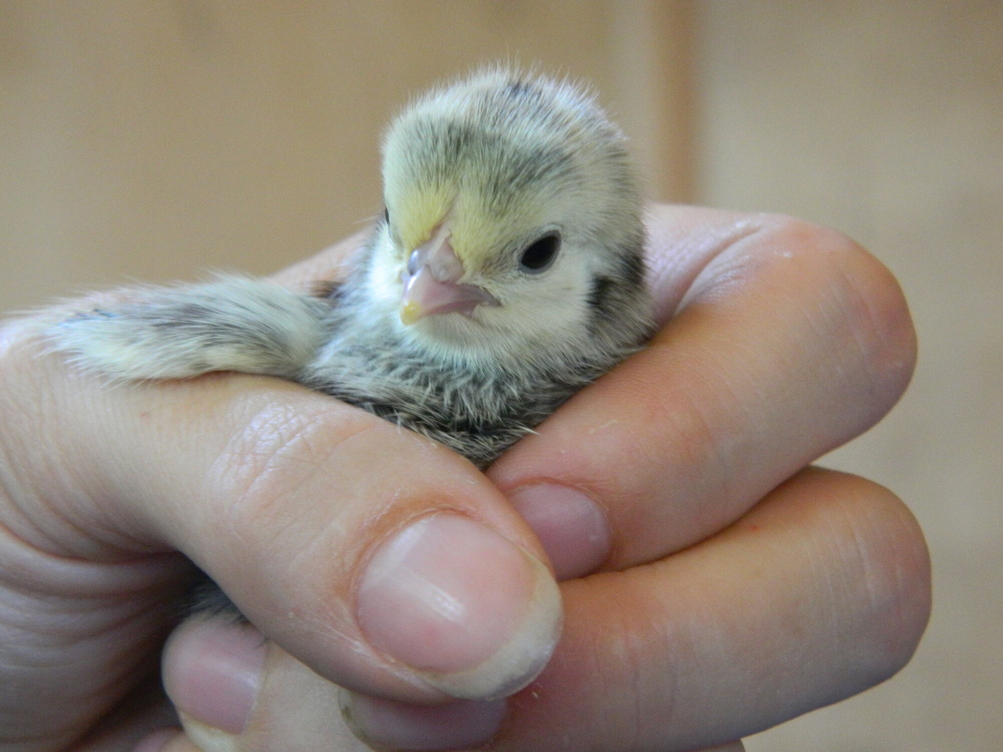 silkie Serama pullet