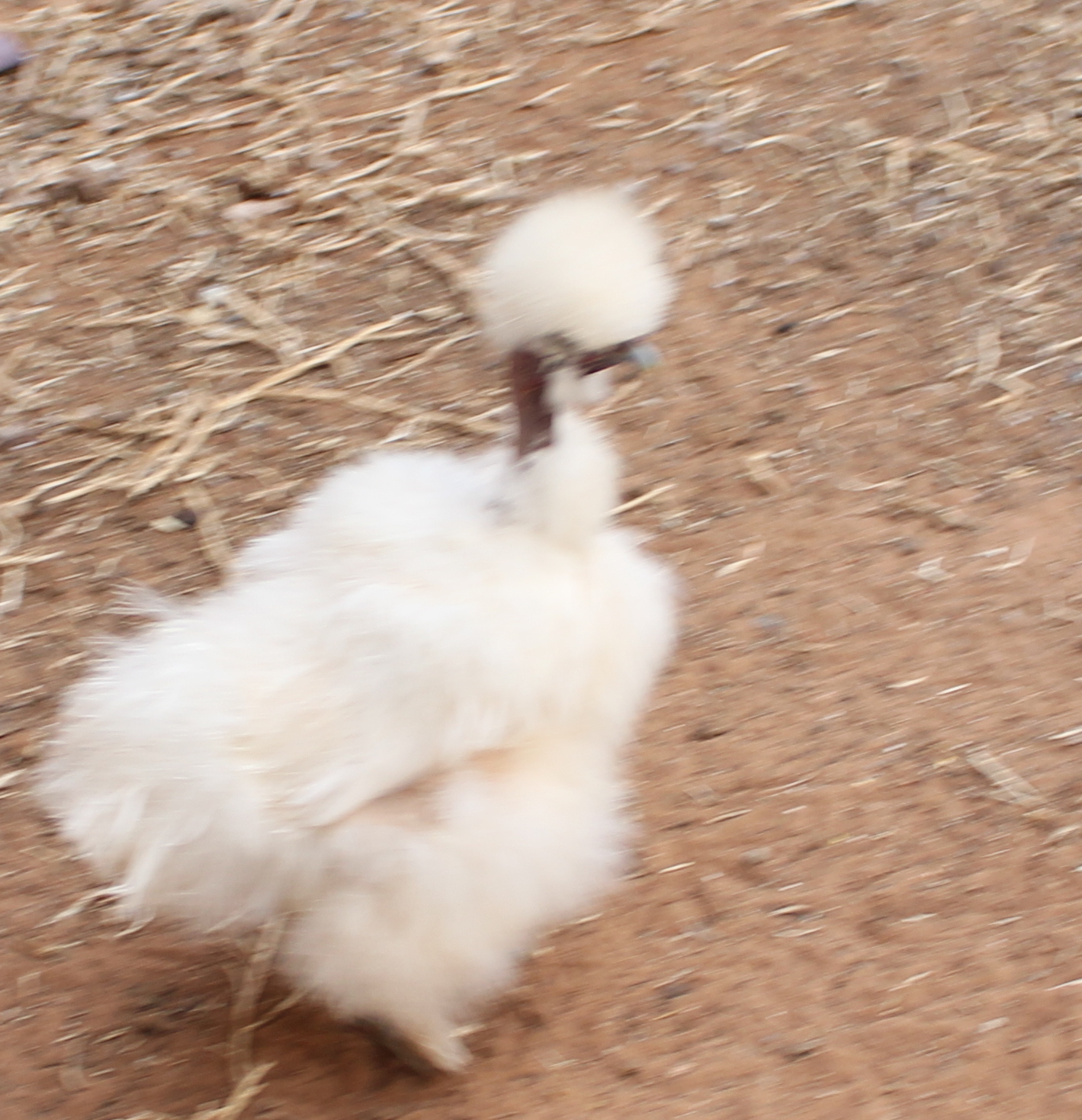 Silkie Showgirl