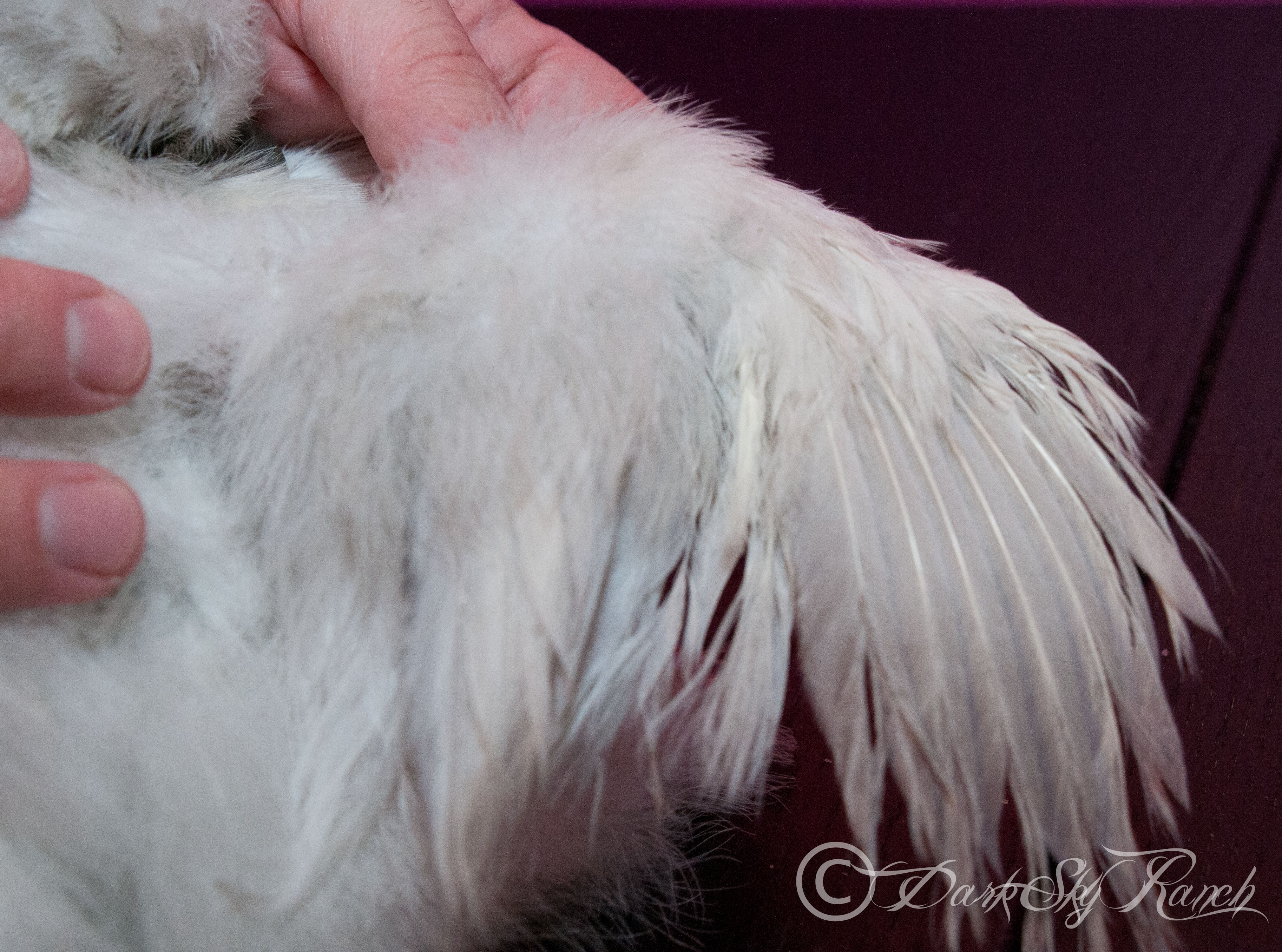 Silkie wing color 7 weeks