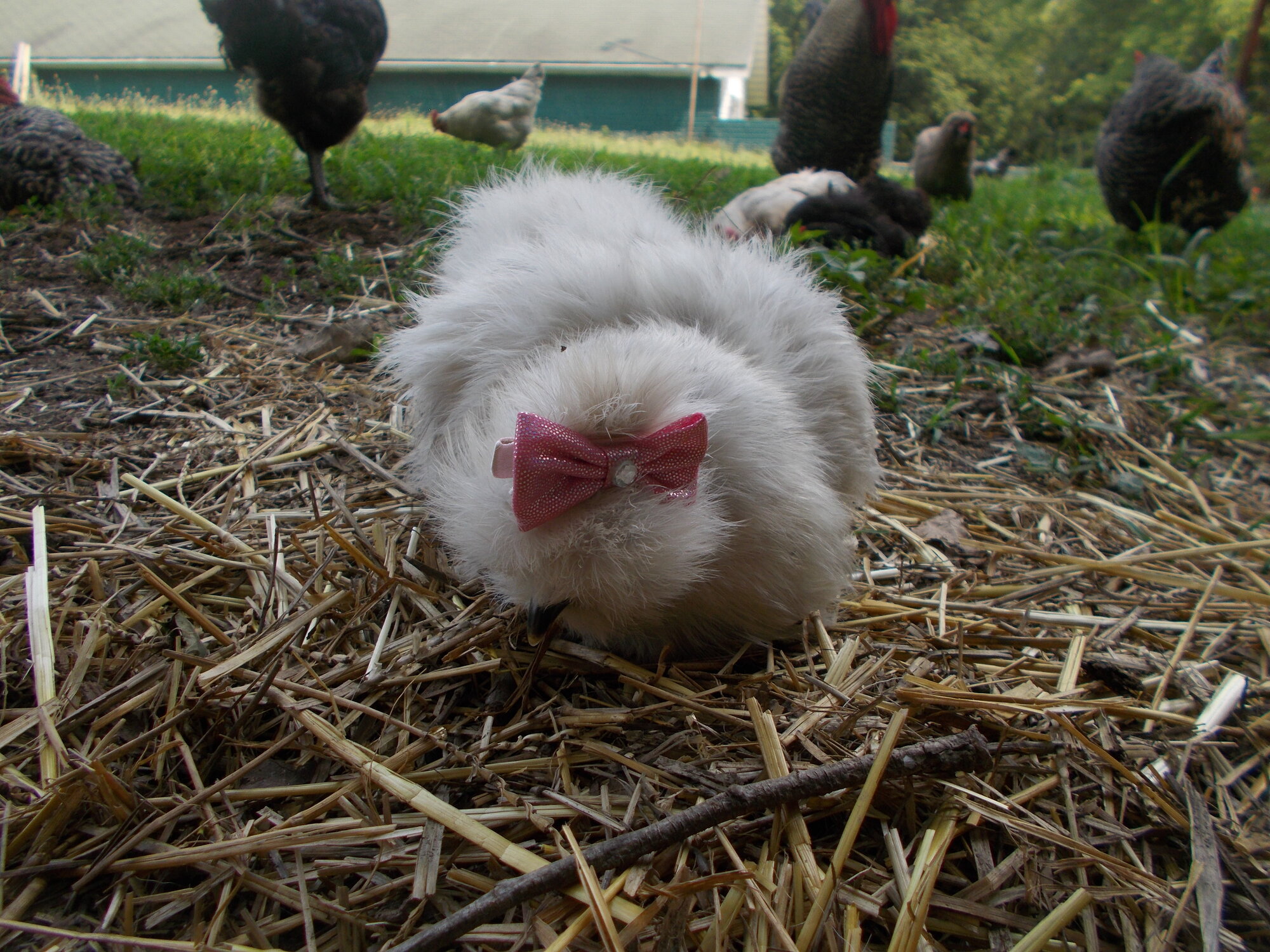 Silkie with hair bow