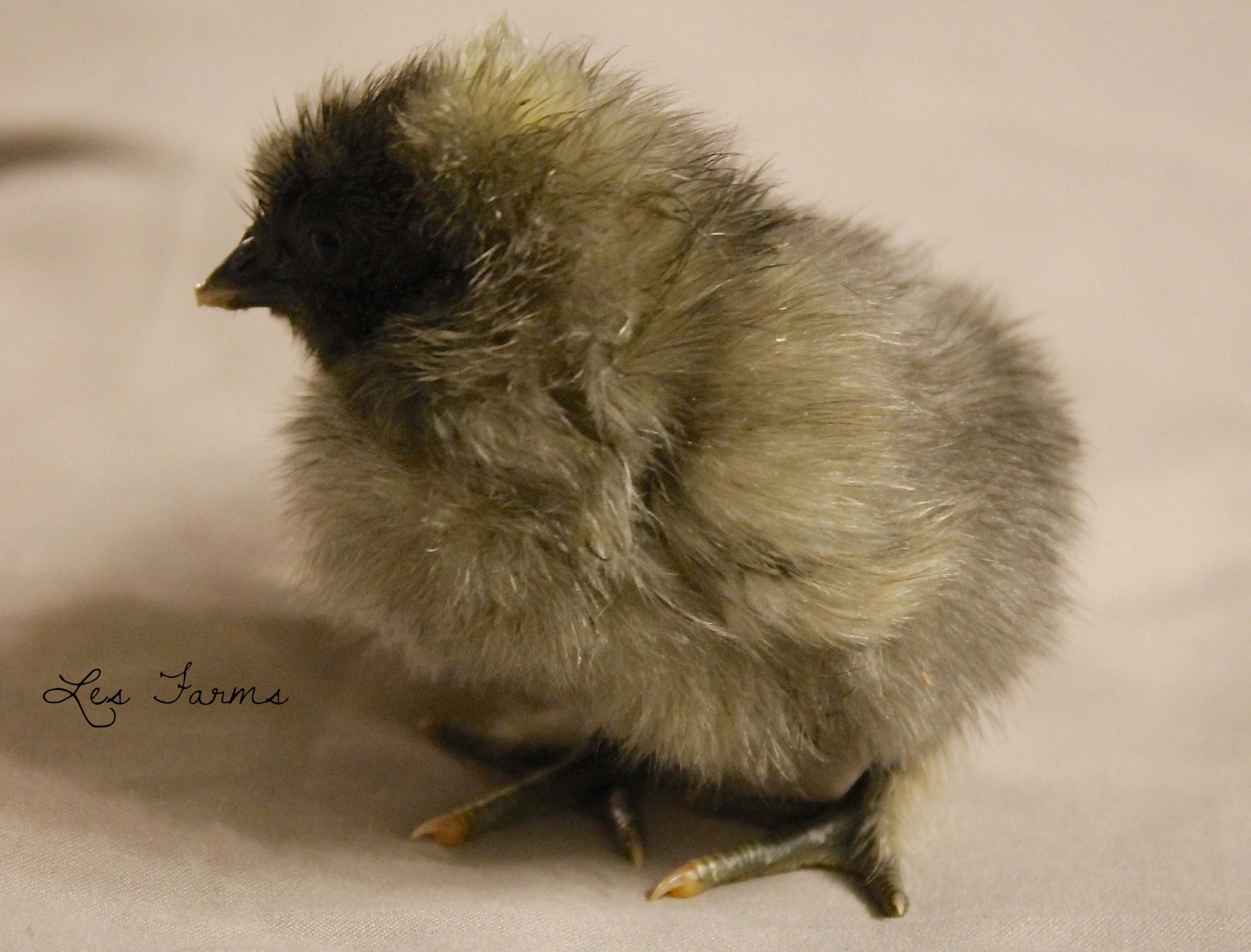 Silkie x ?? 1 day old