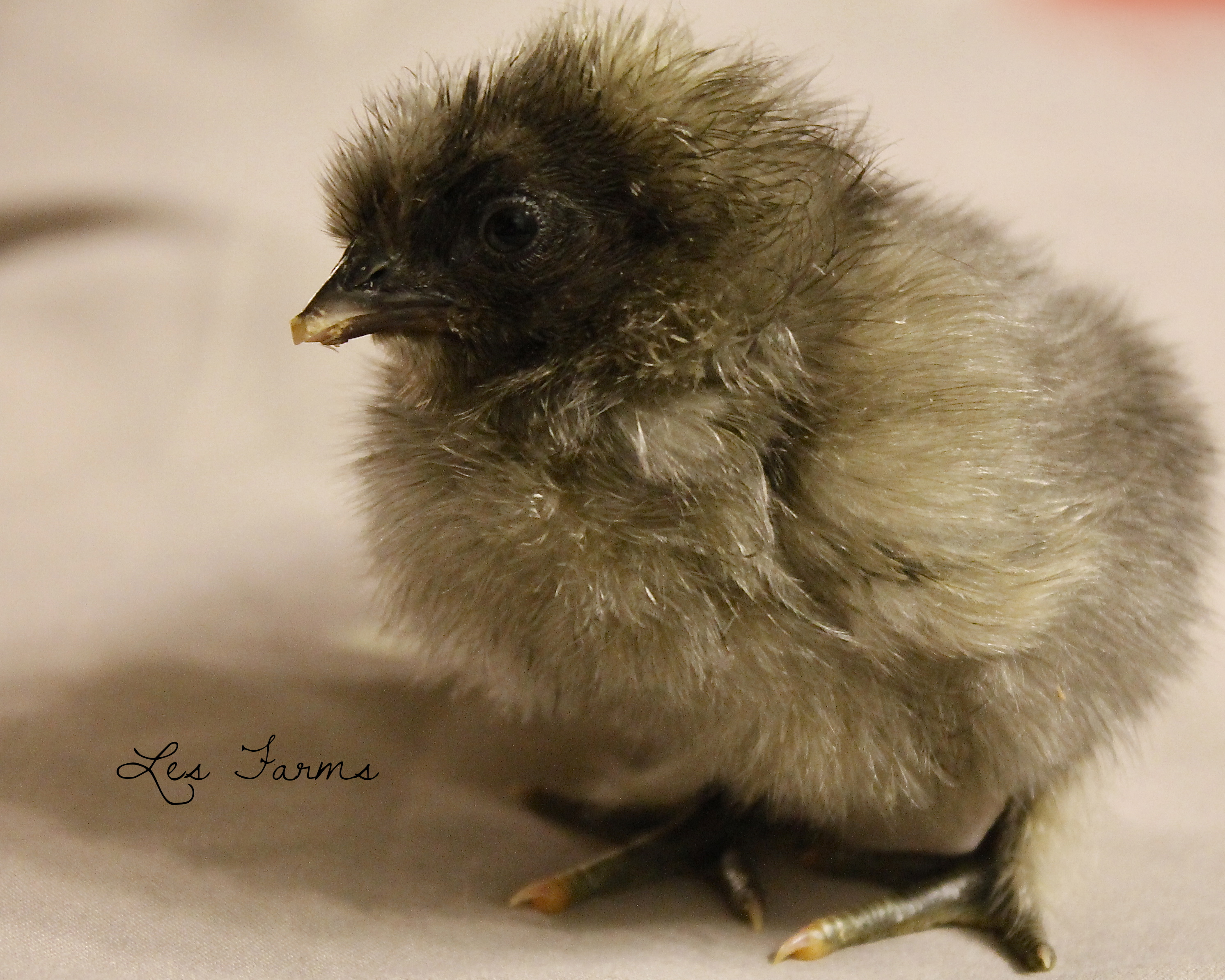 Silkie x ?? 1 day old