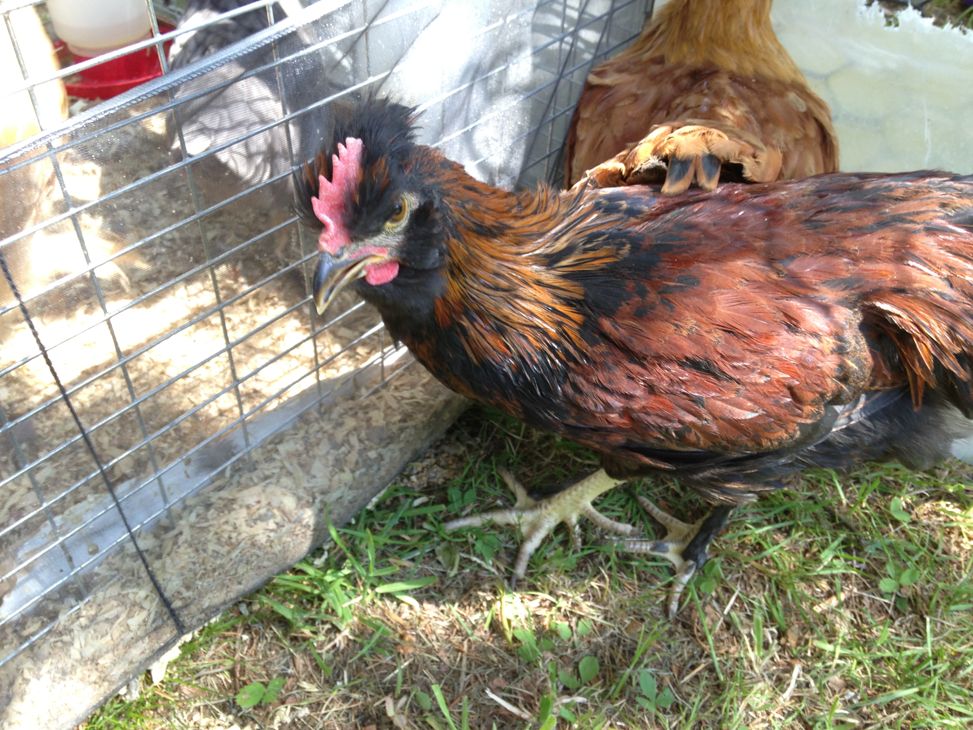 Silkie x Welsummer young rooster