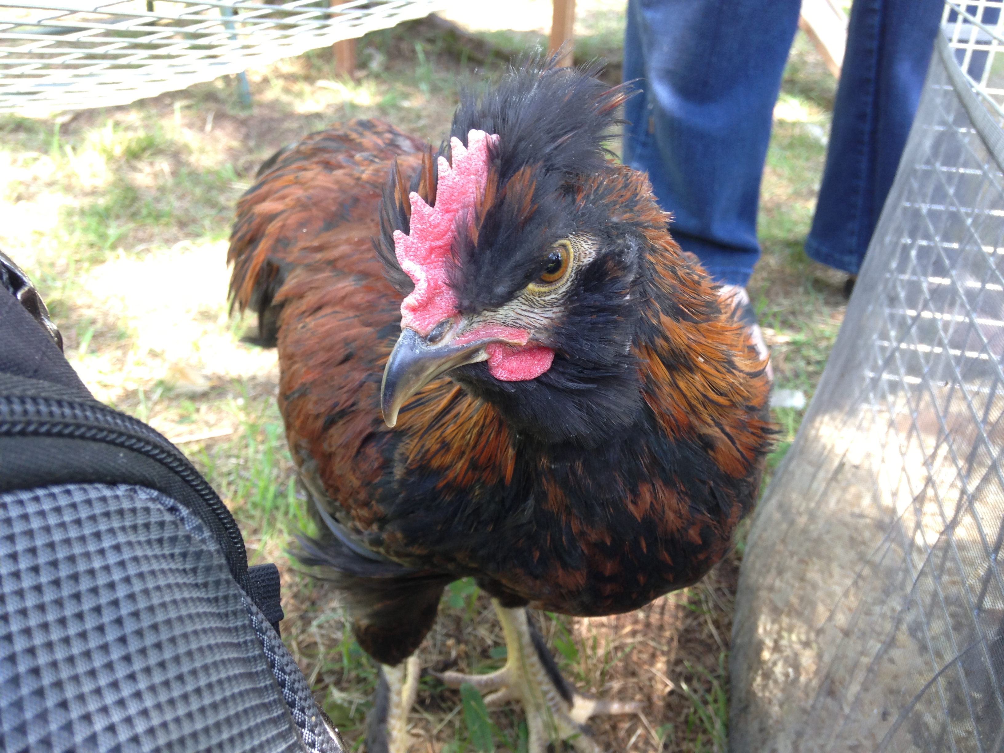 Silkie x Welsummer young rooster