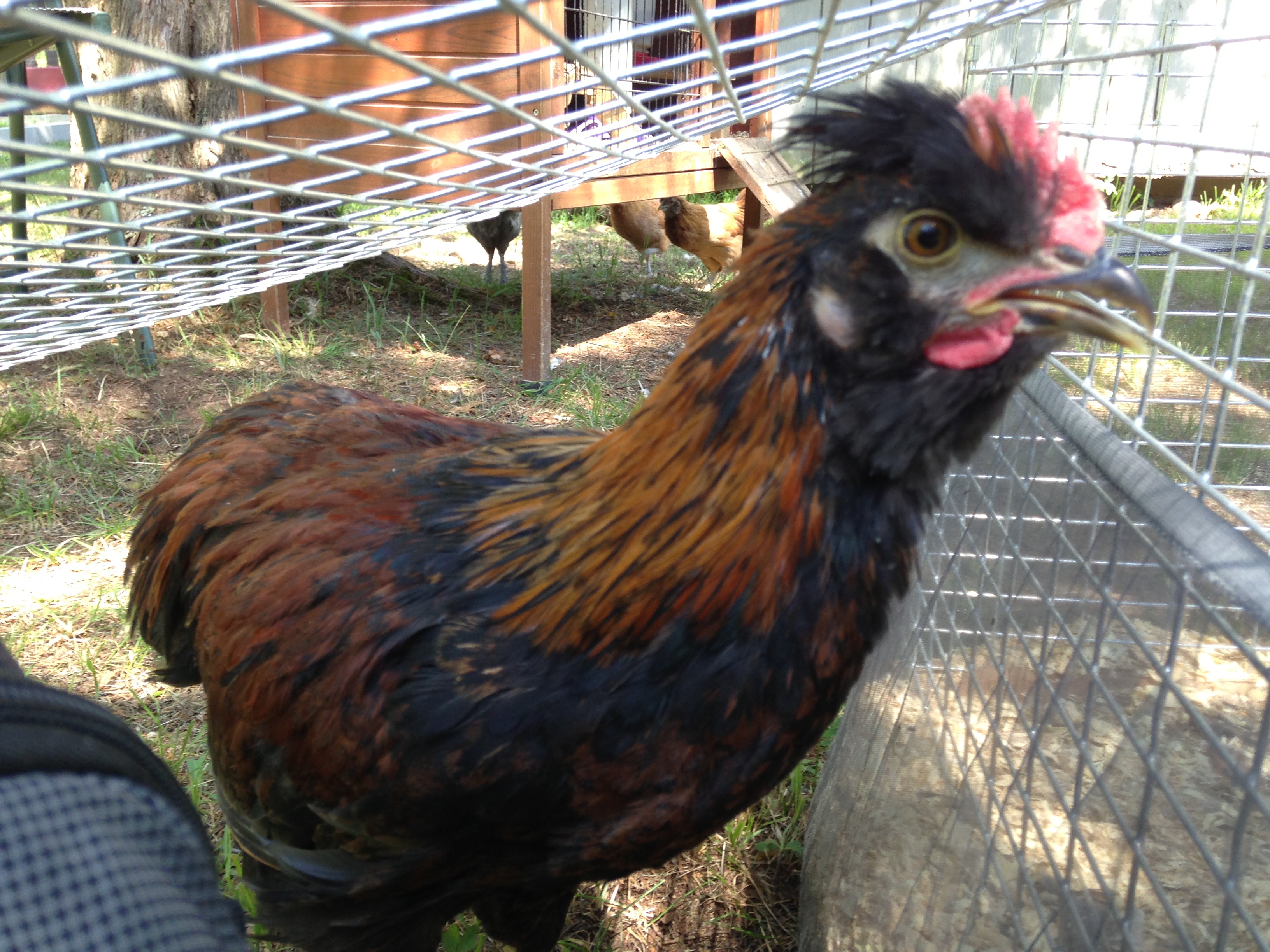 Silkie x Welsummer young rooster