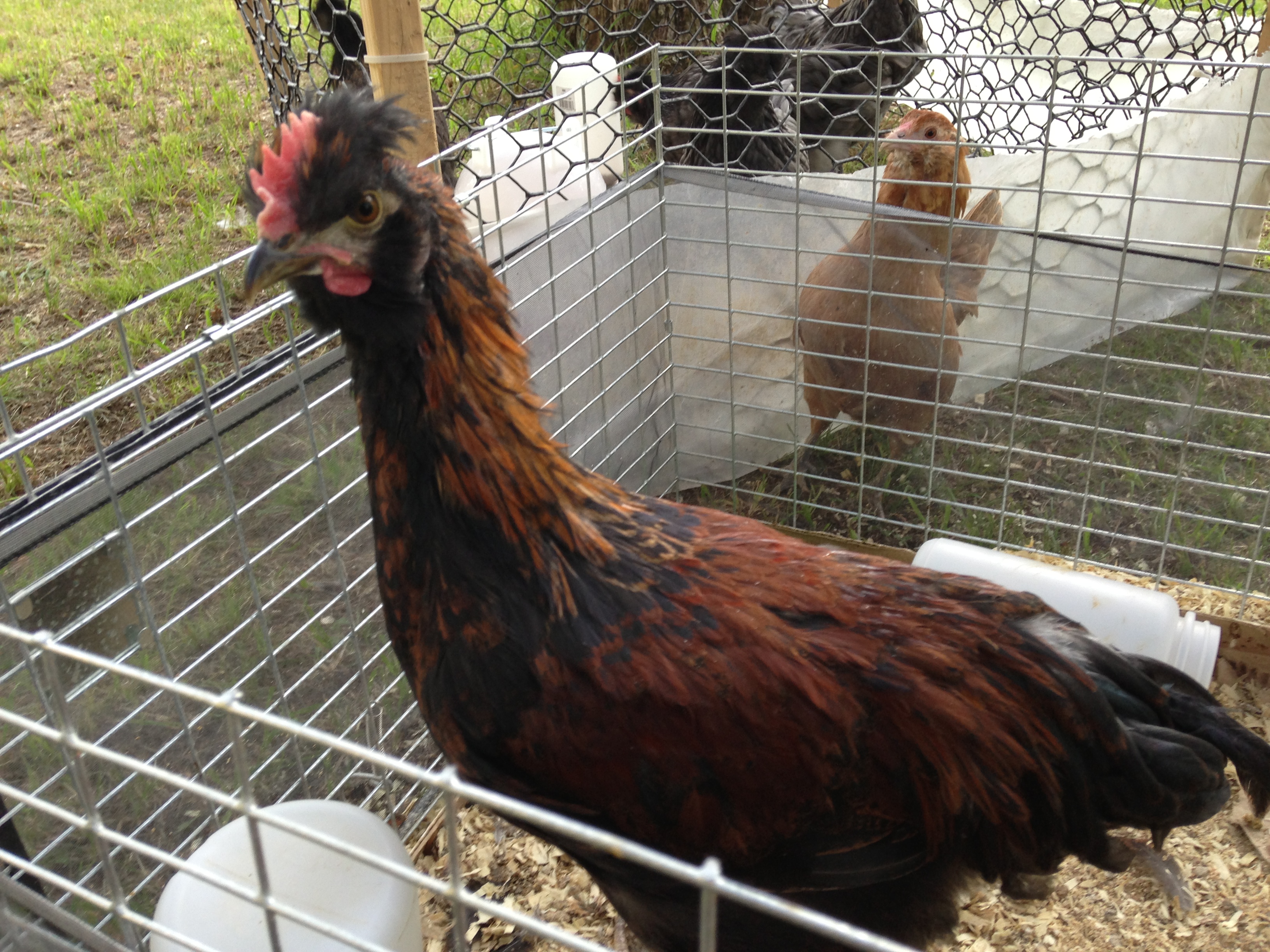 Silkie x Welsummer young rooster