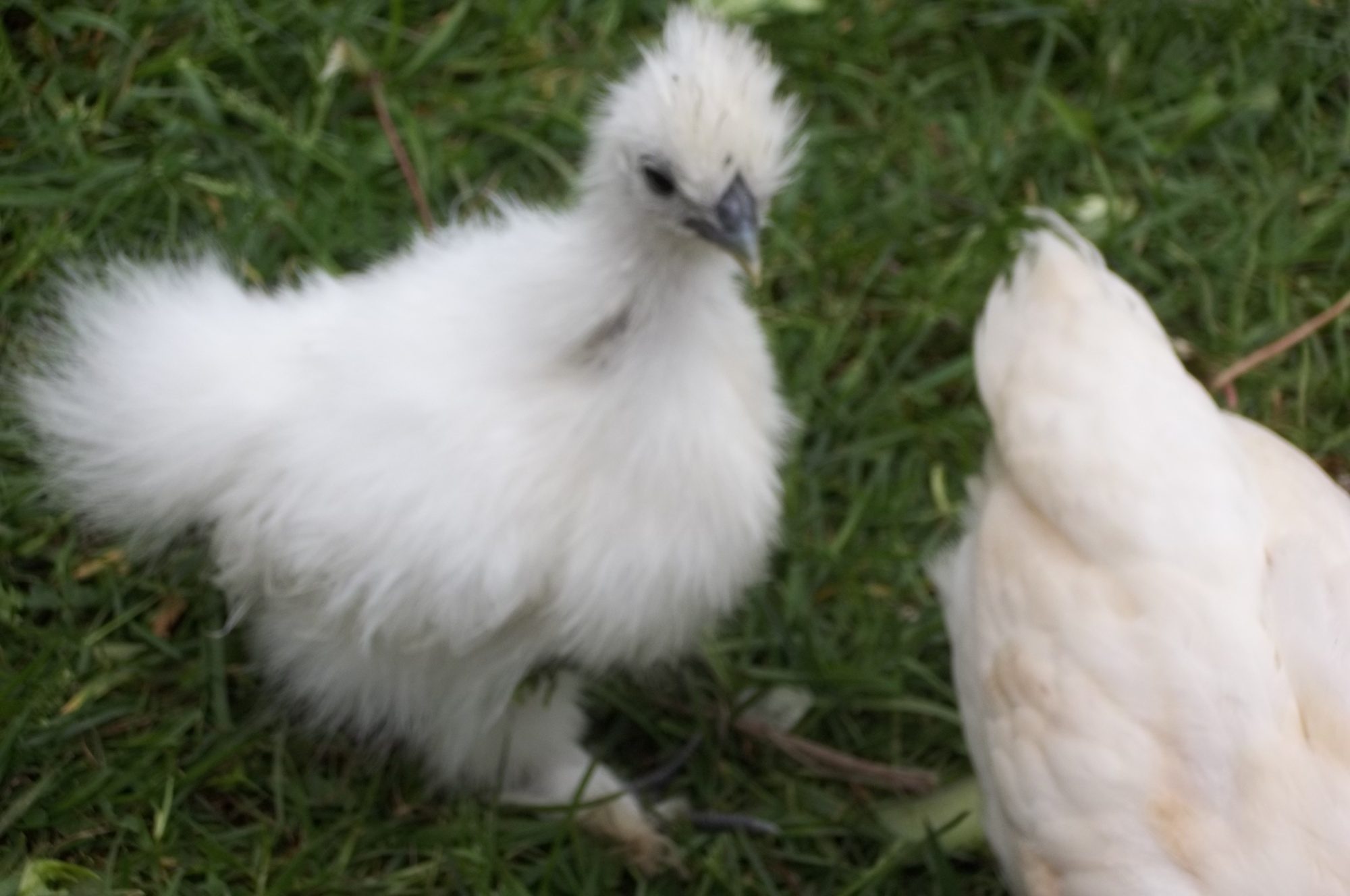 Silkie