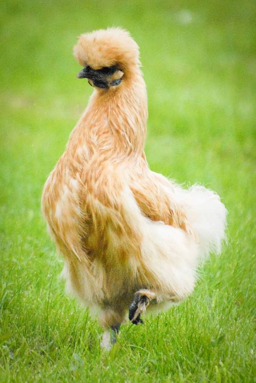 Silkie