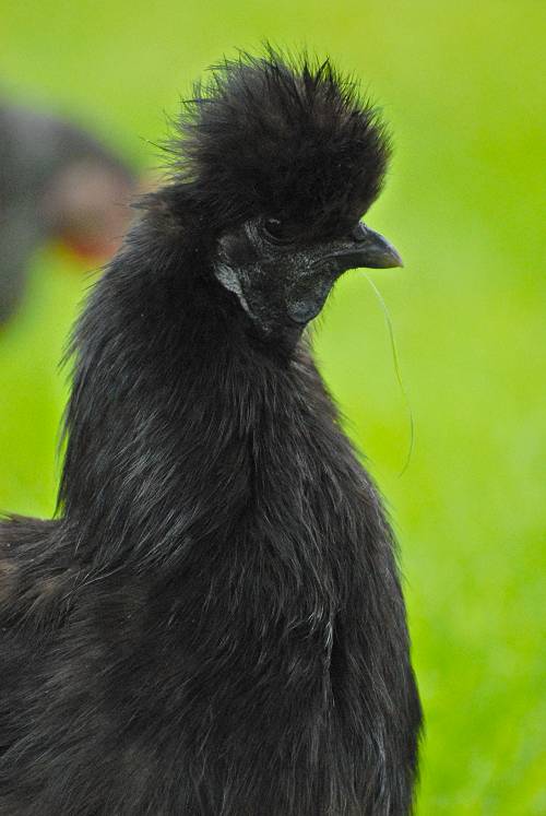 Silkie
