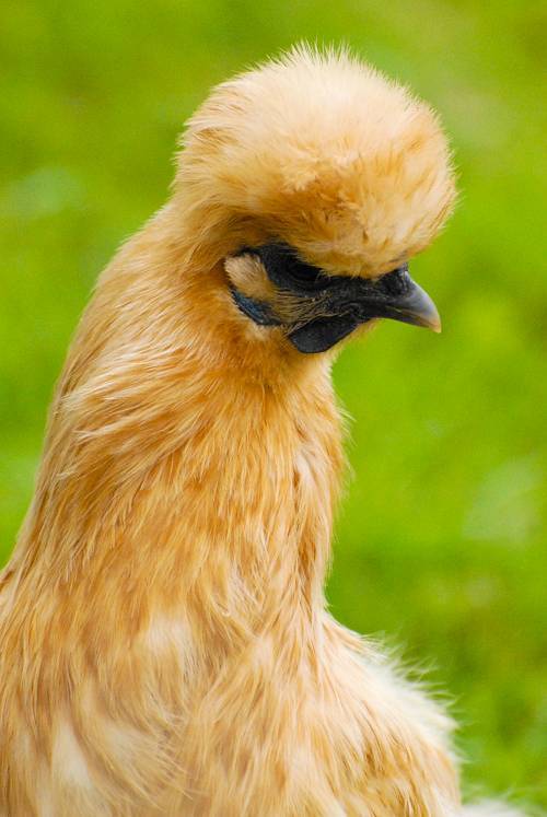 Silkie