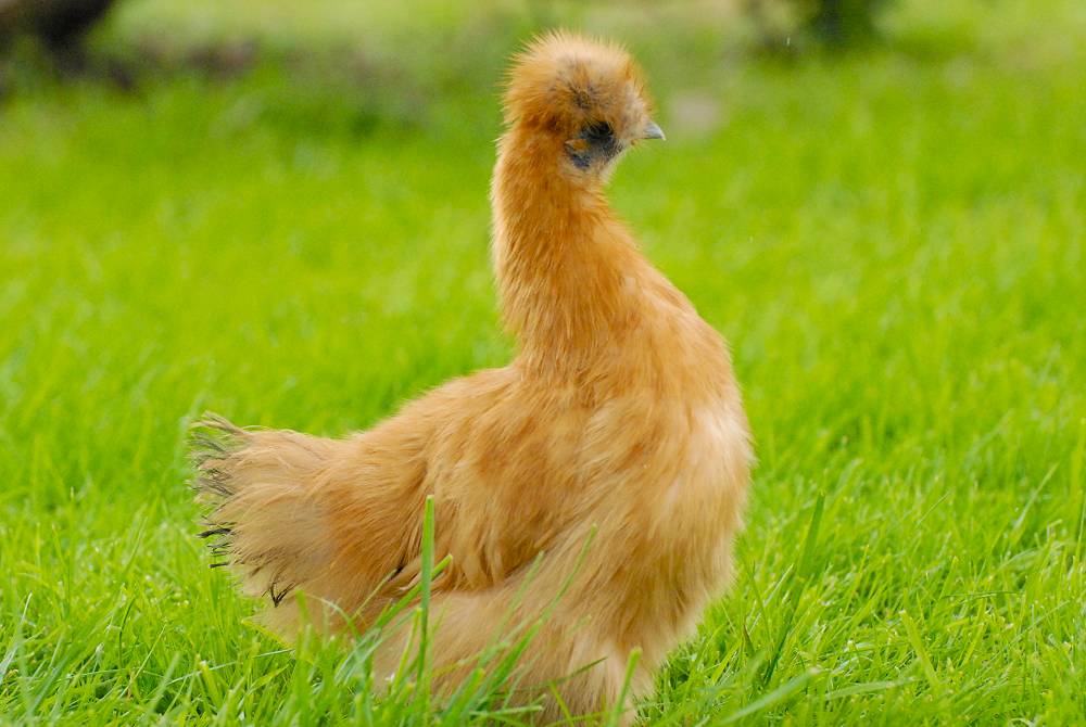 Silkie