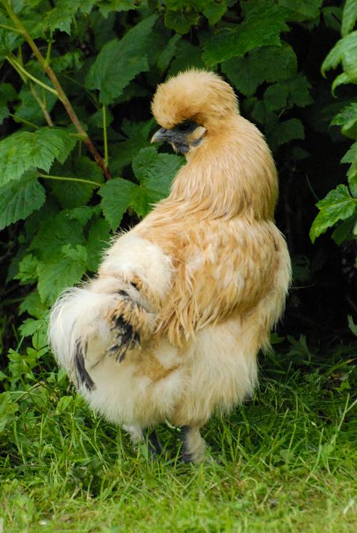Silkie