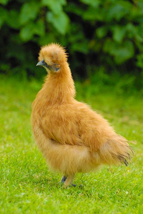 Silkie
