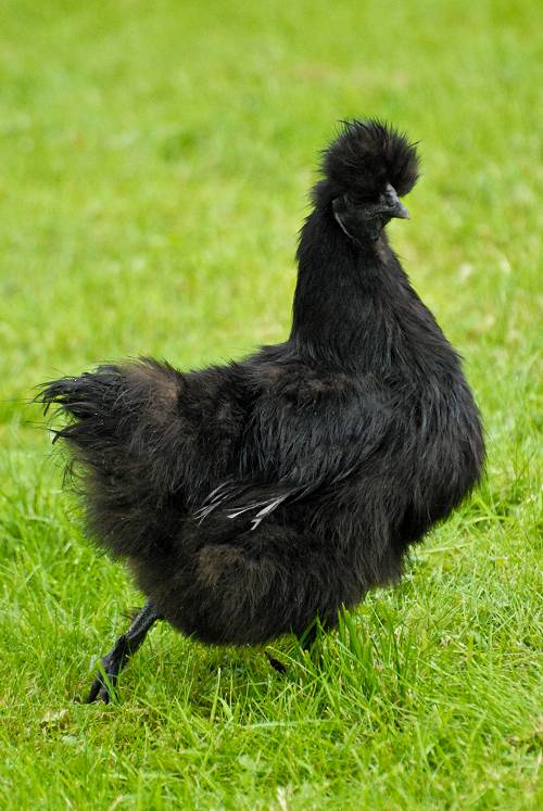 Silkie