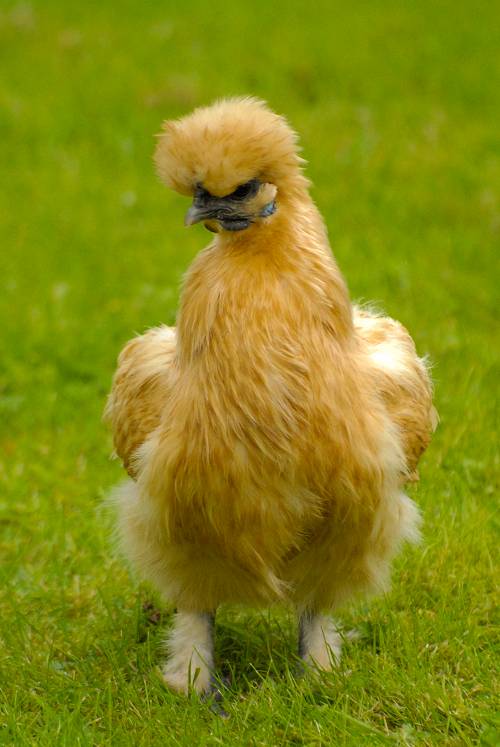 Silkie