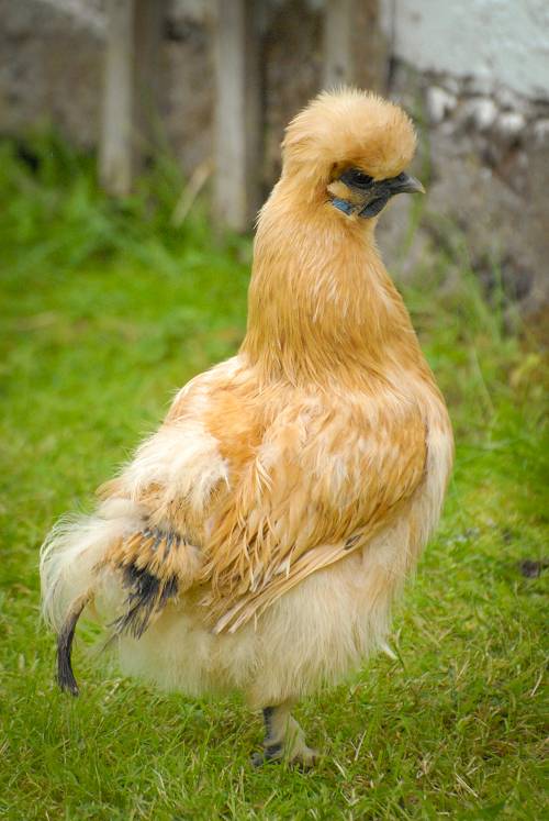 Silkie