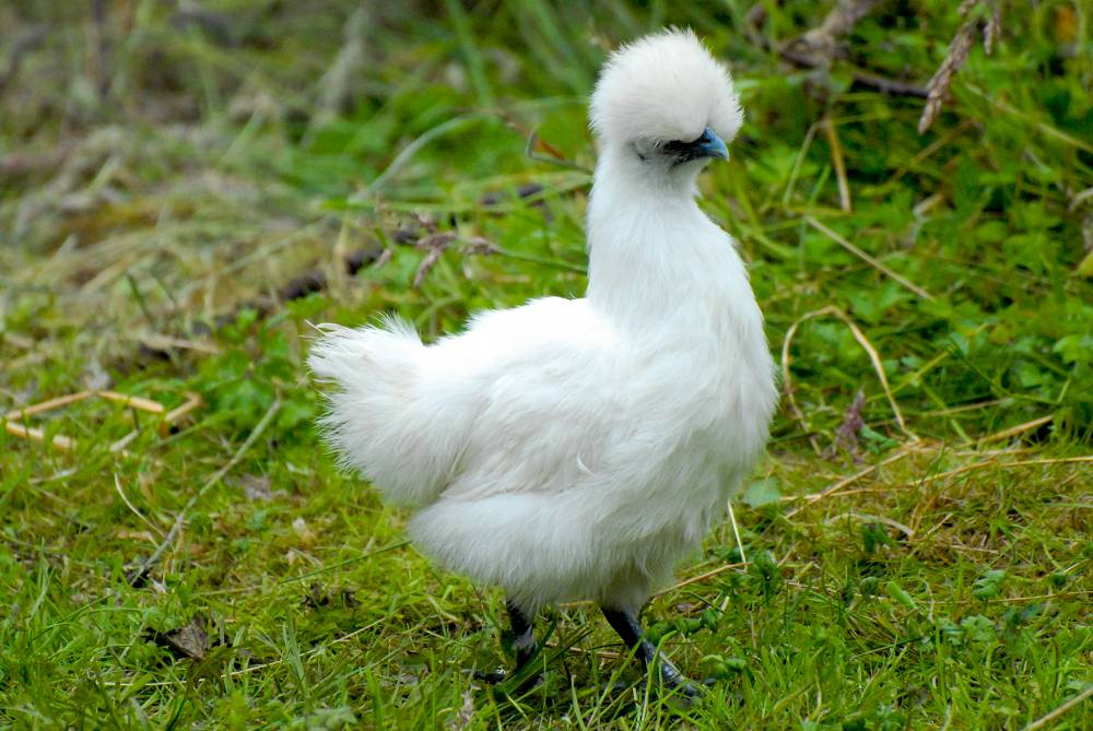 silkie