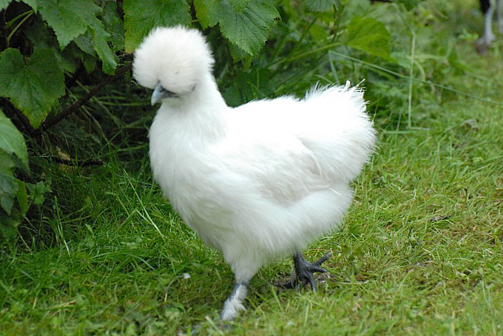 silkie
