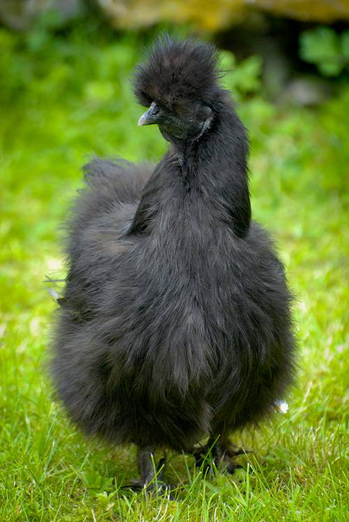 Silkie