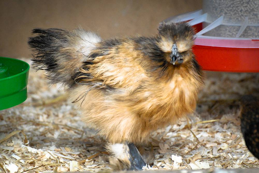 Silkie