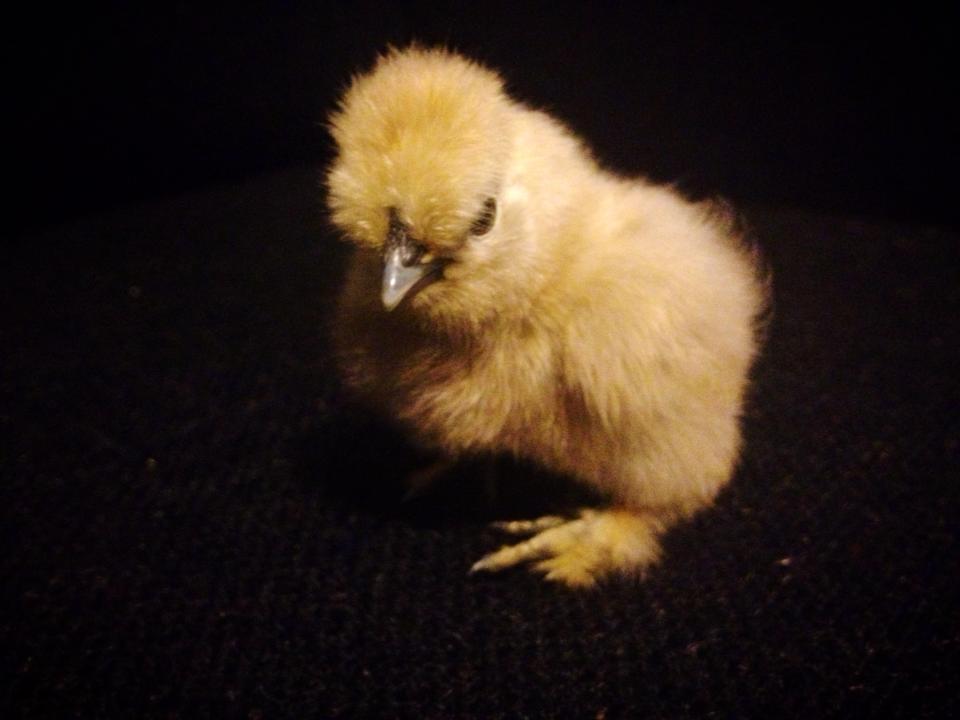 Silkie.