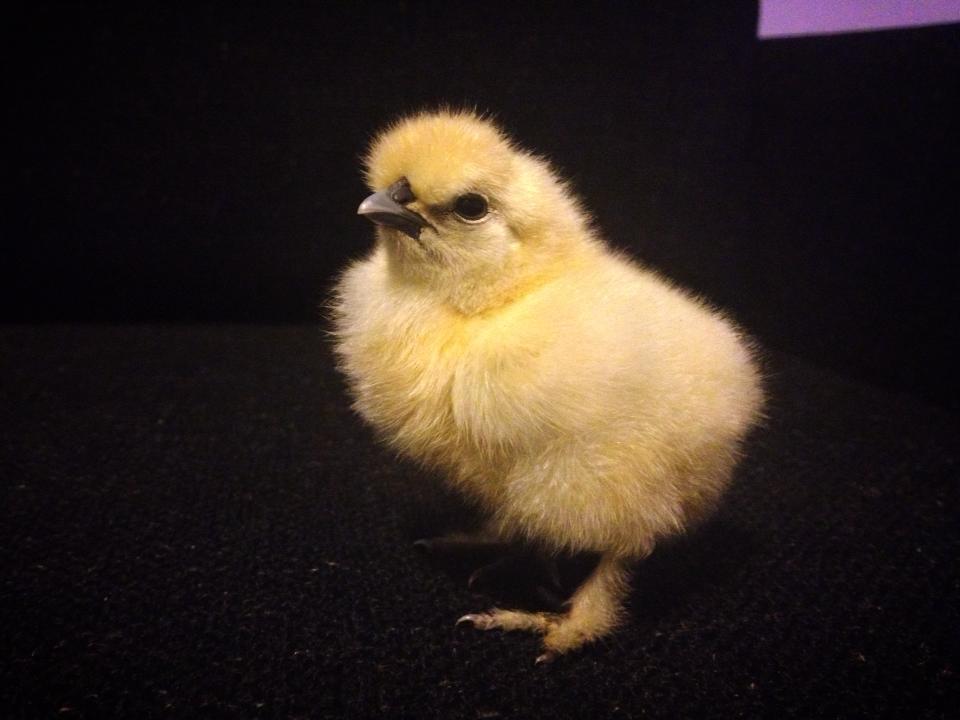 Silkie.