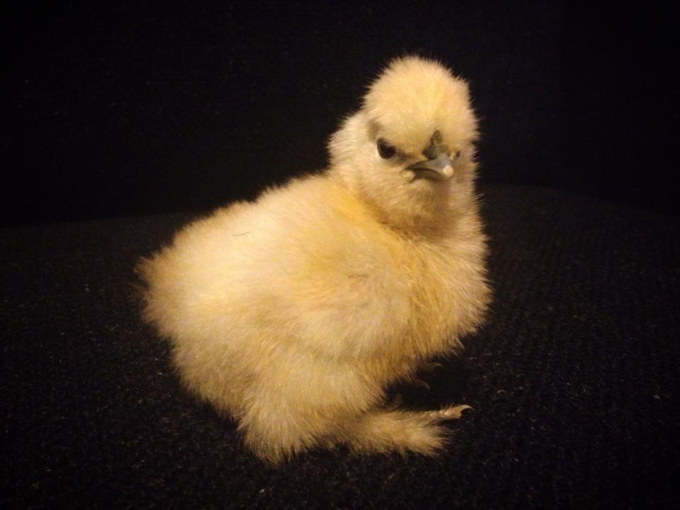 Silkie.
