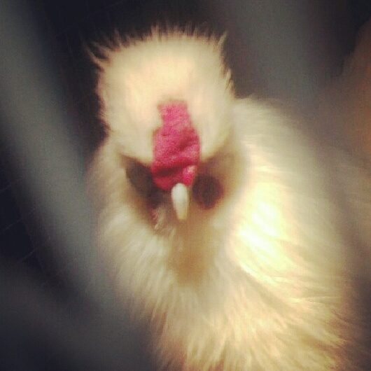 Silkie