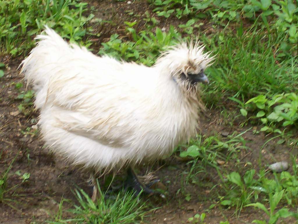 Silkie