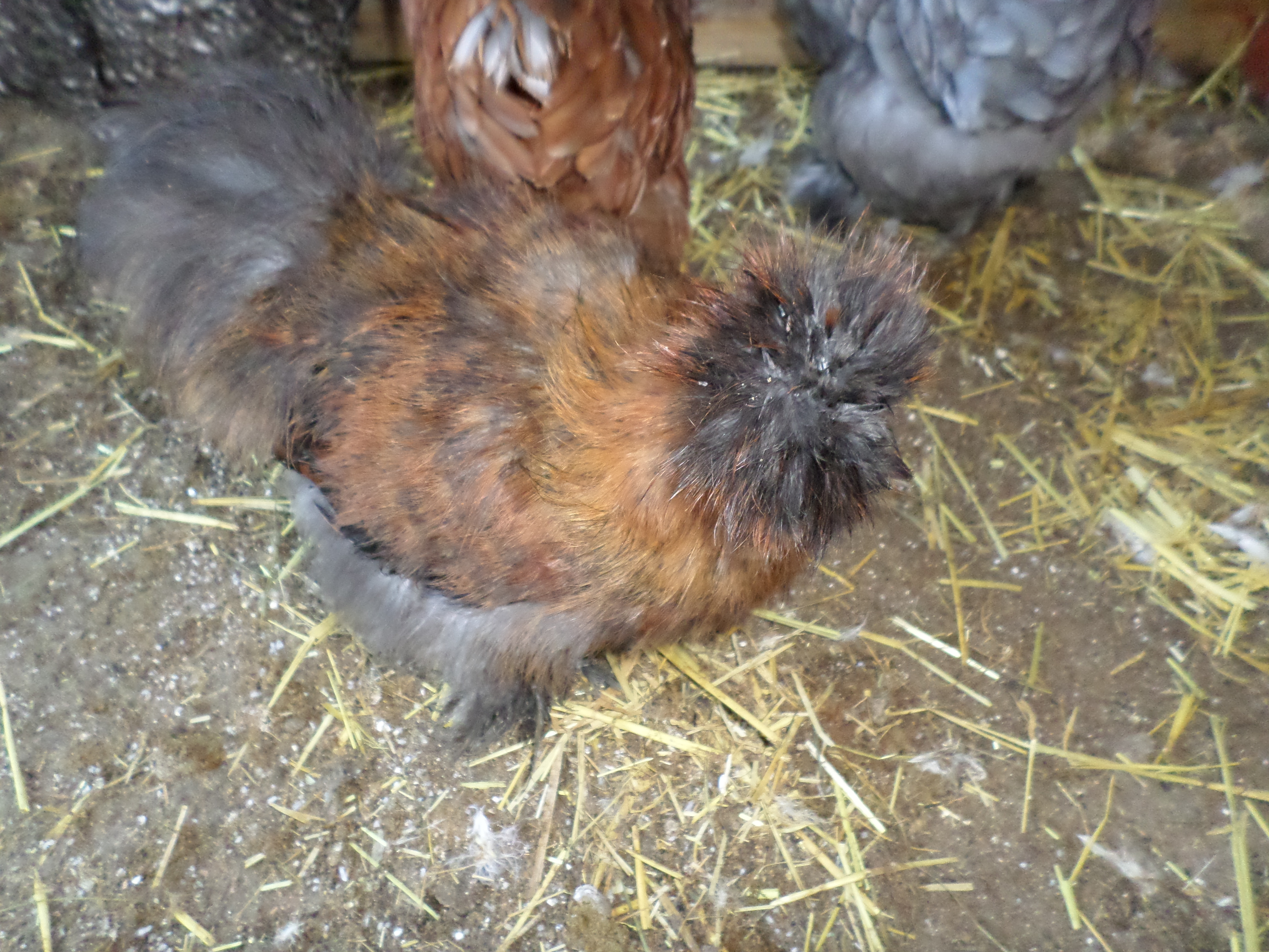 Silkie