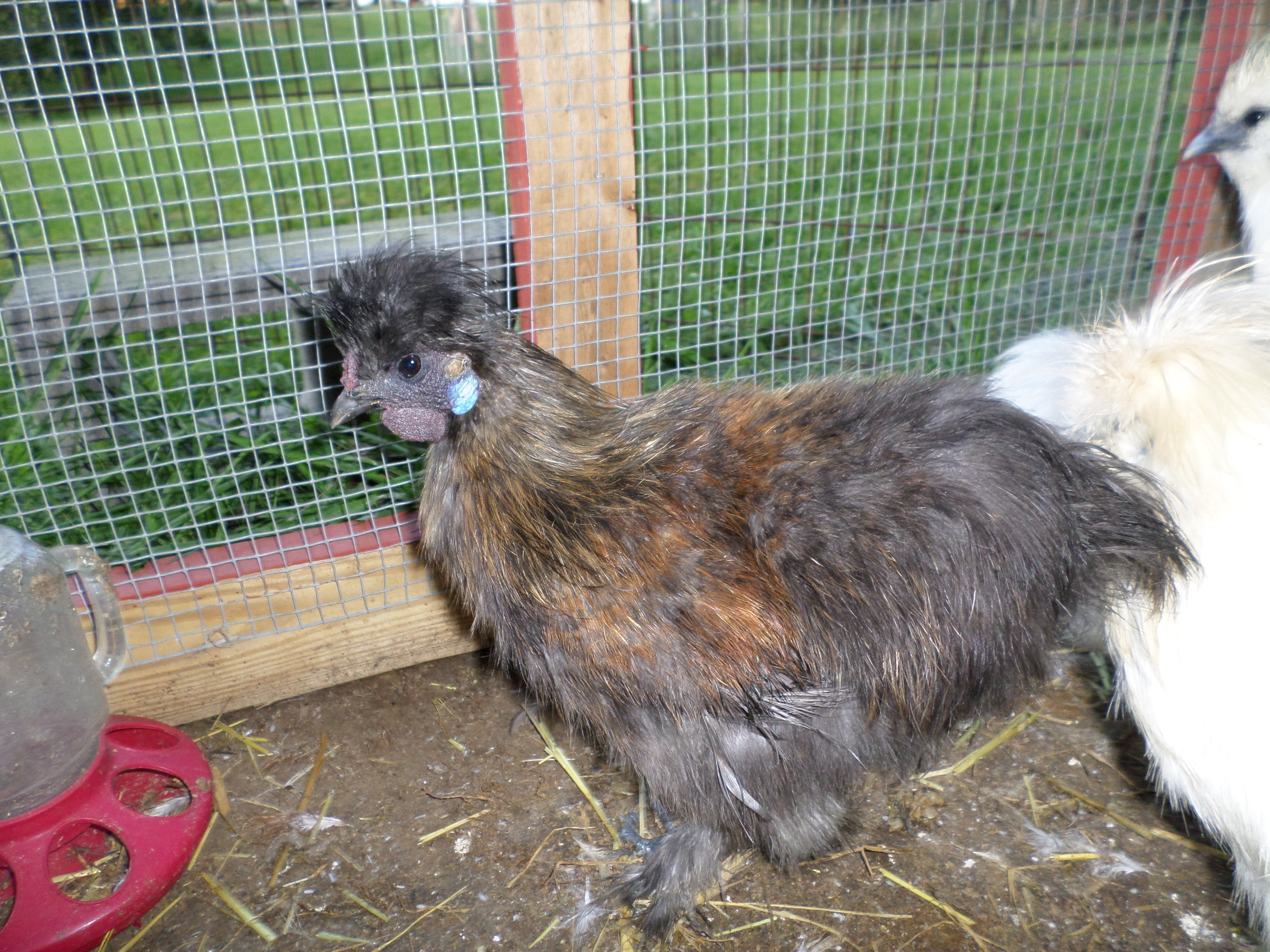 Silkie
