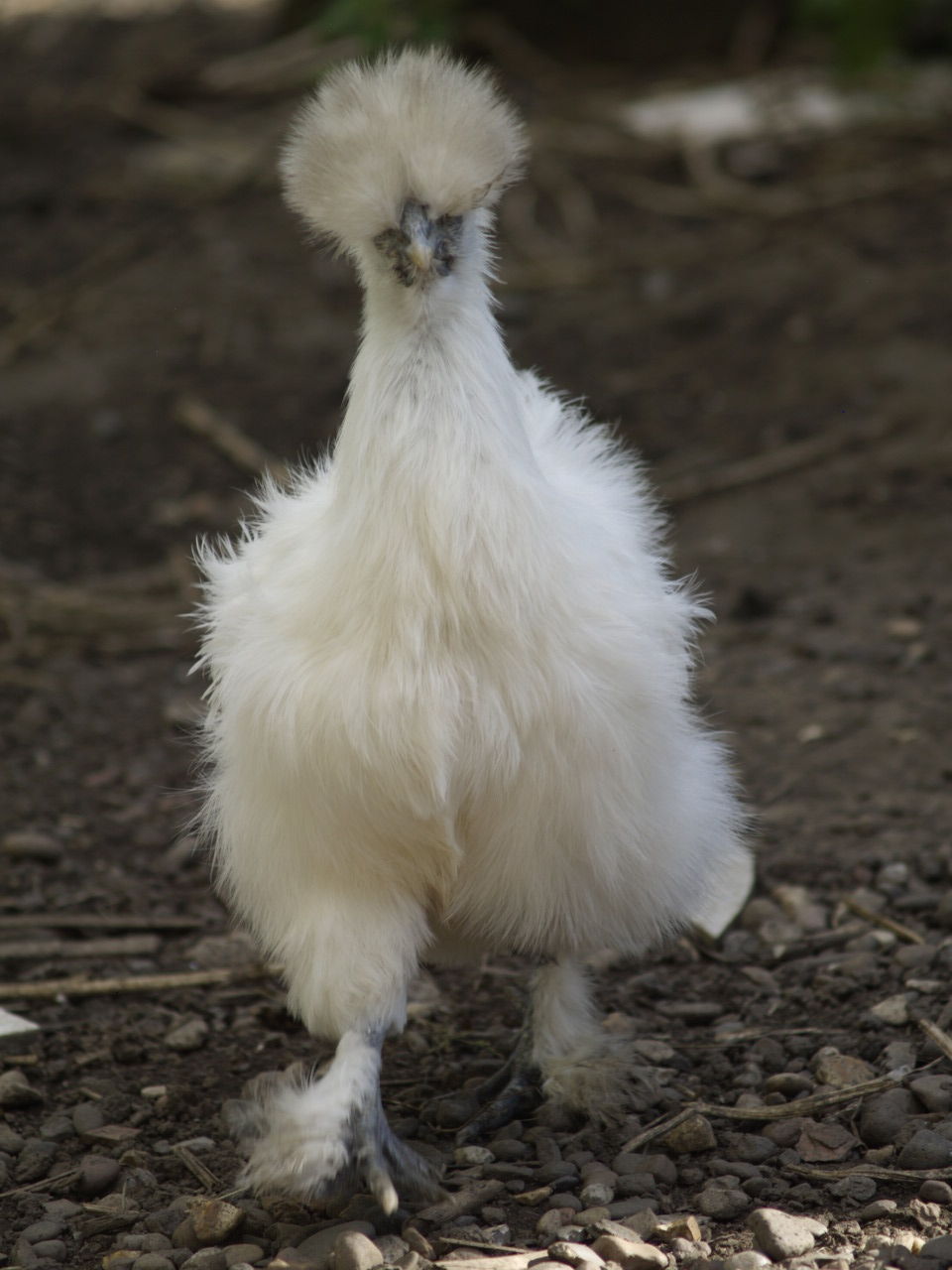 Silkie