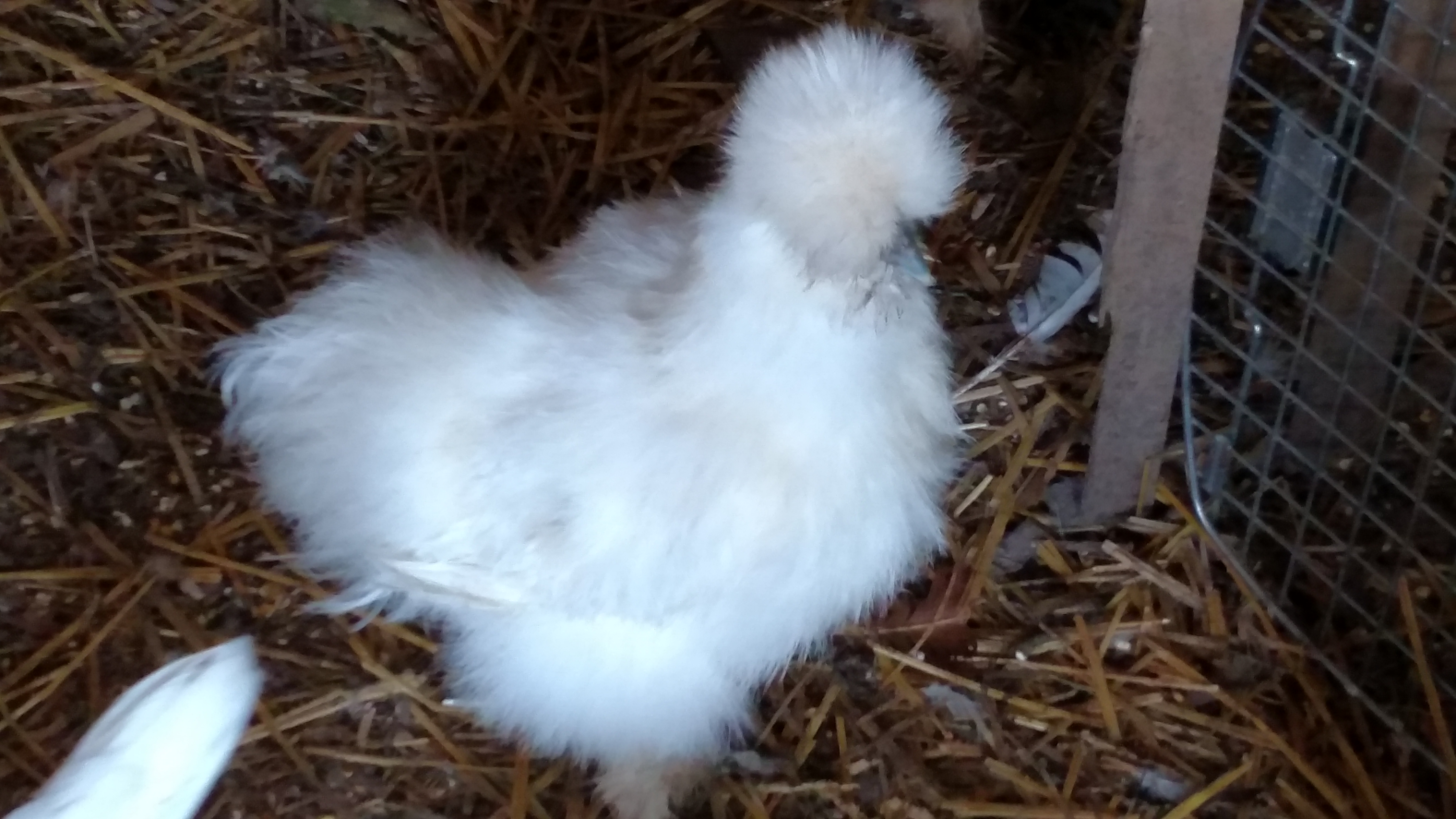 Silkie
