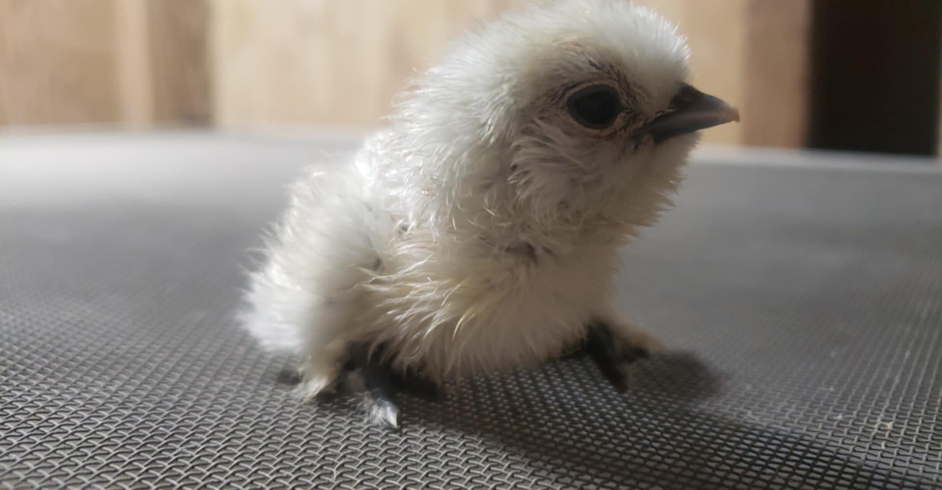 Silkie