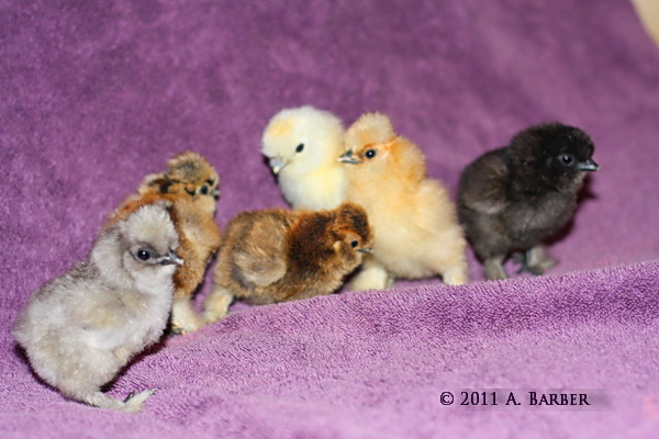 silkie2.jpg


Here are some of the precious sweethearts. Let me know when you are going to be selling more eggs. I love them, and I updated my feedback.