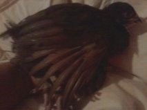 Silkied Feather Ameraucana - Chocolate, split for silkied