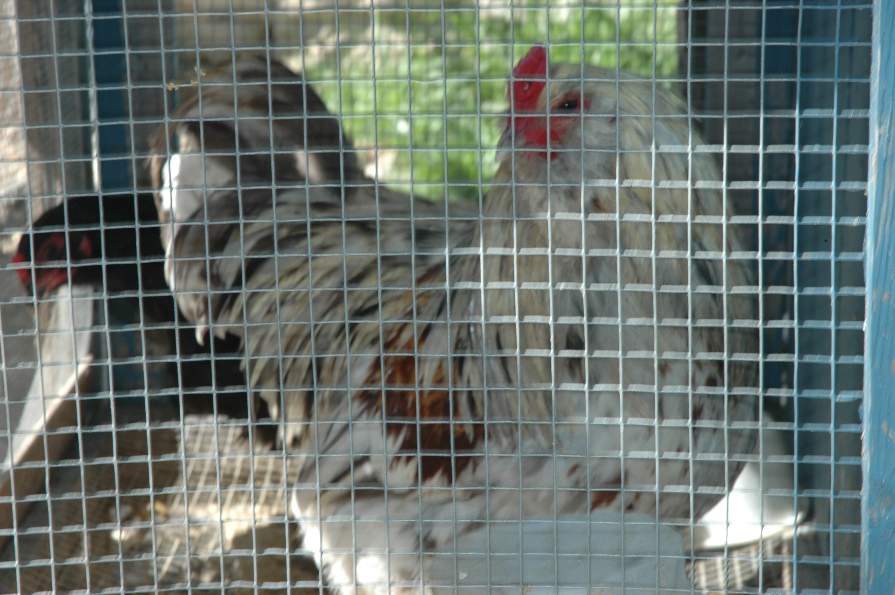 Silkied Feather Ameraucana -  split for silkied, split for Isabel lavender, split for wheaten