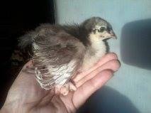 Silkied Feathered Choc Am
