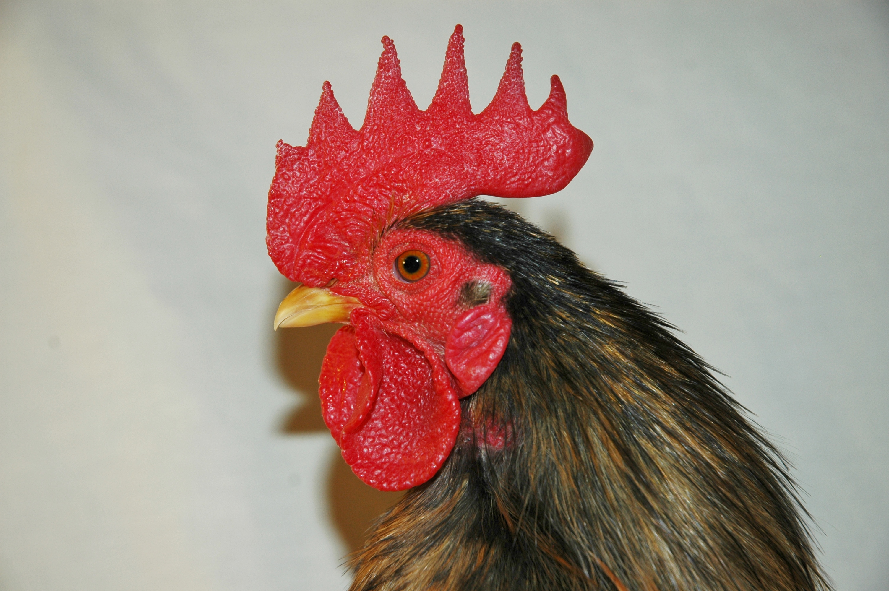 Silkied Serama roo Pen #9