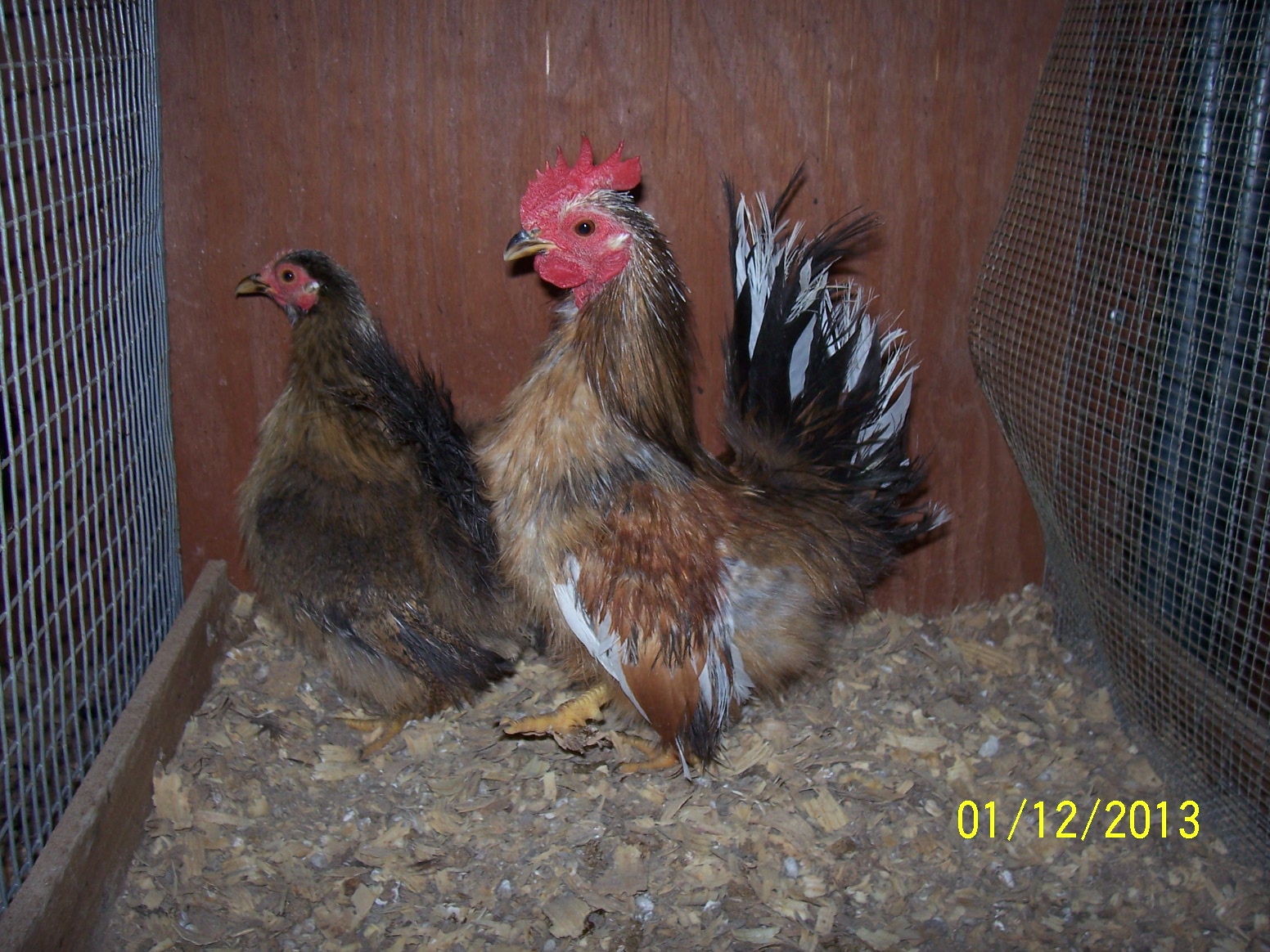 Silkied Seramas, Sue and Sam.   Laying sporadically but i do have a few developing in the incubator 3.15.13.