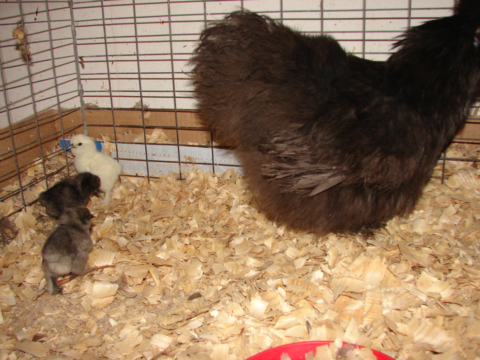 Silkies 217