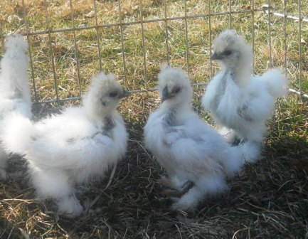 Silkies 3 wks