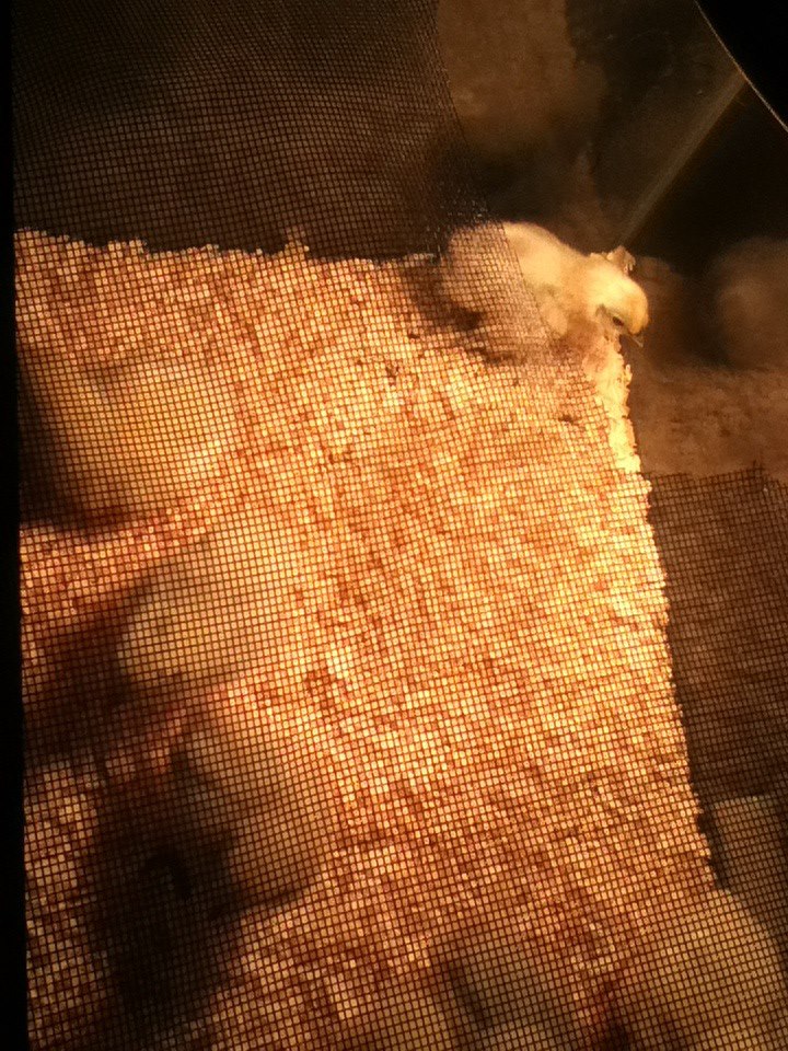 *
silkies and leghorns AGIAN!