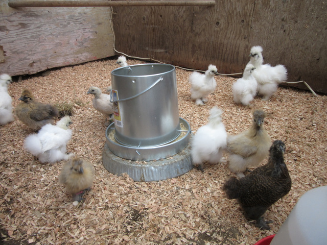 Silkies and silkie crosses growing out in the old chick house.