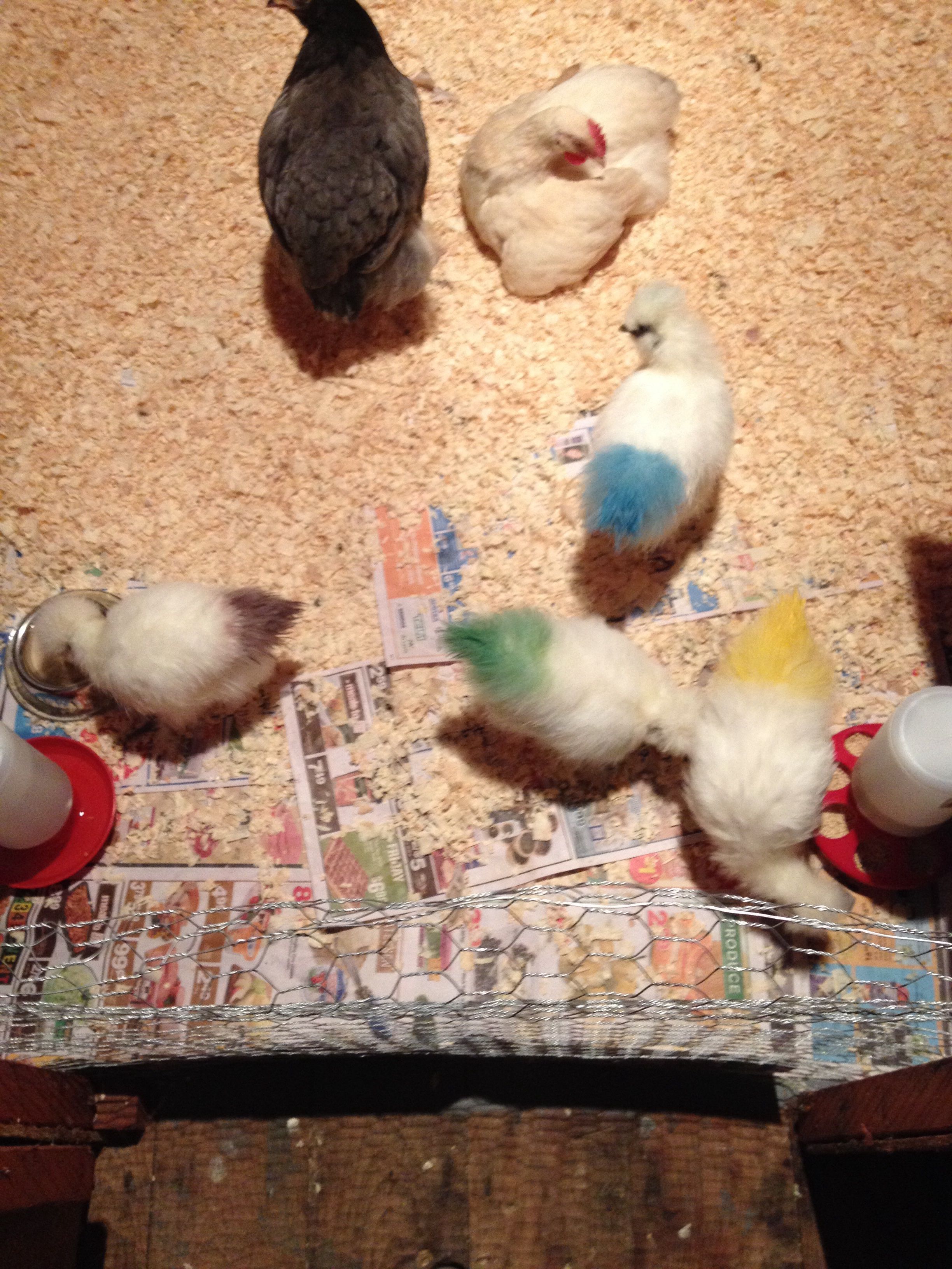 Silkies and the possibly Easter Egger and Orphington