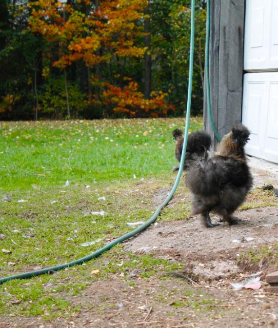 Silkies are now free ranged