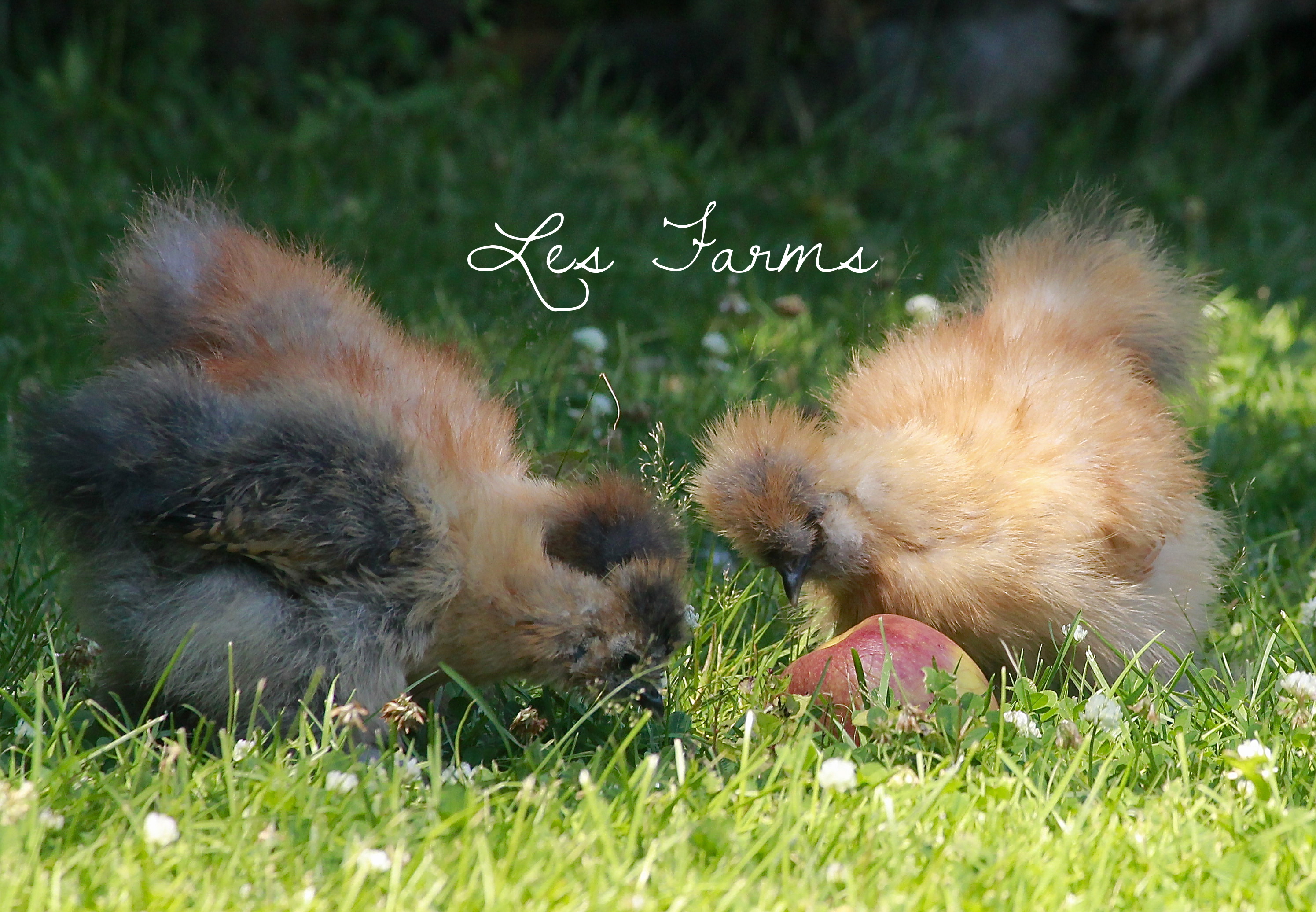 Silkies enjoying an apple
