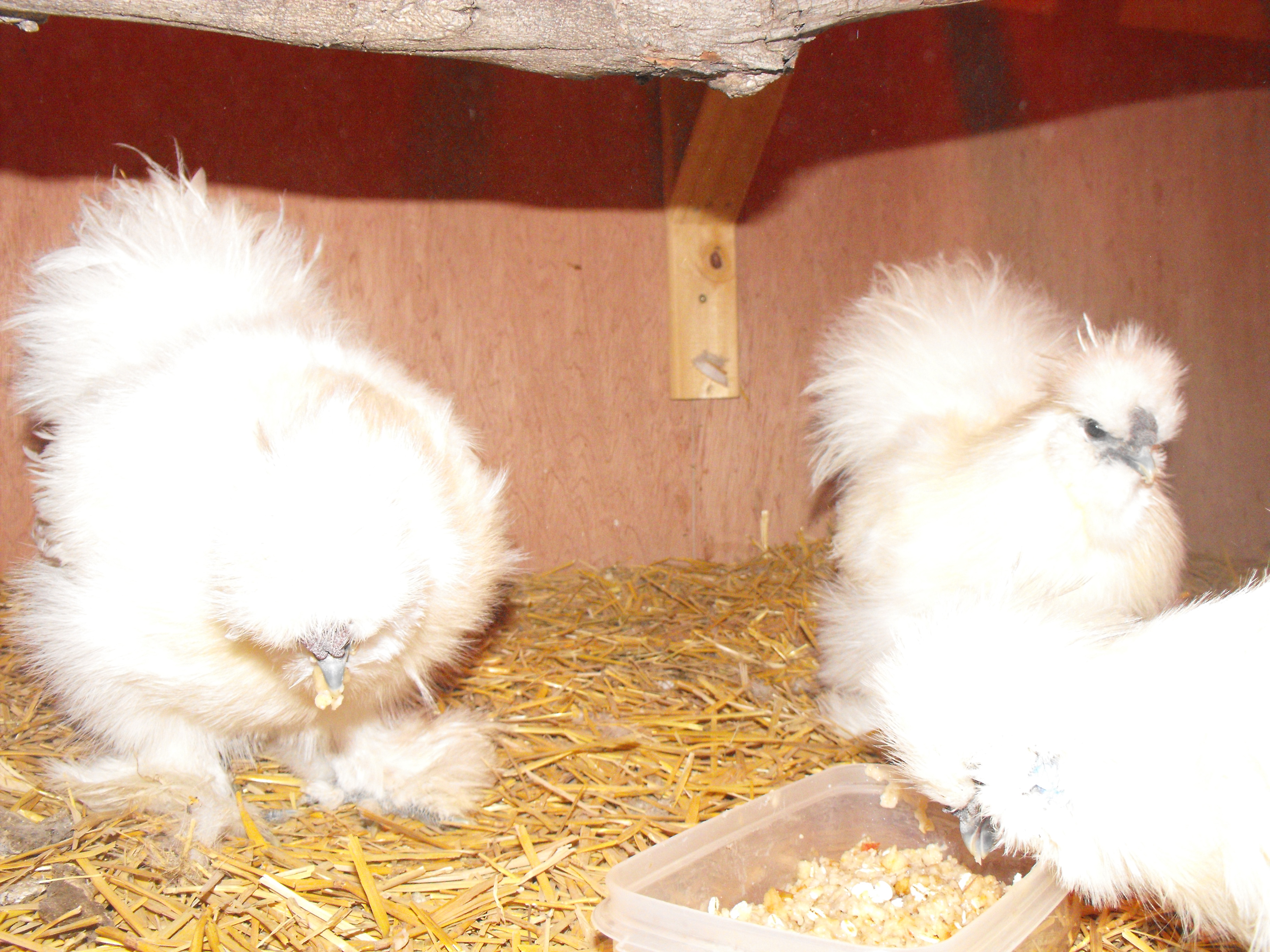 silkies enjoying oatmeal too